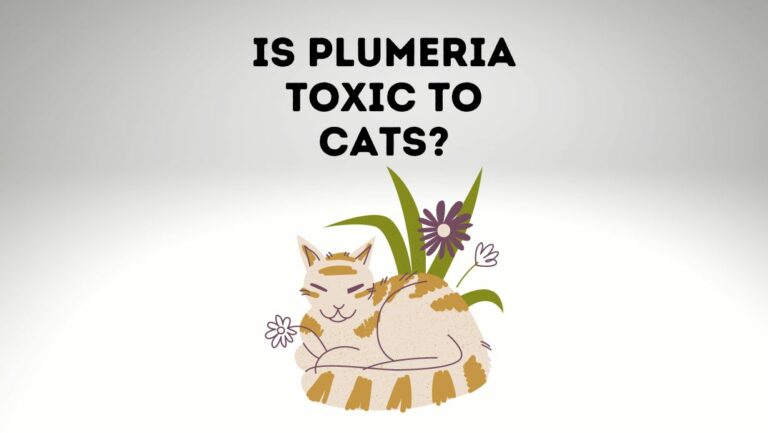 Is Plumeria Toxic to Cats? Are Plumeria leaves Poisonous?