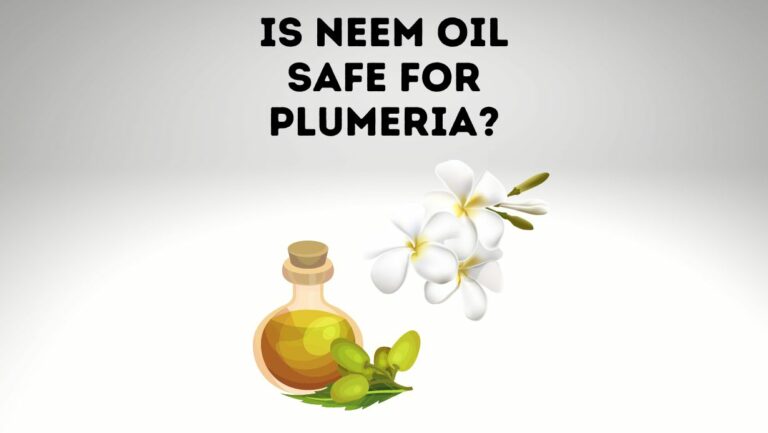 Is Neem Oil Safe For Plumeria?