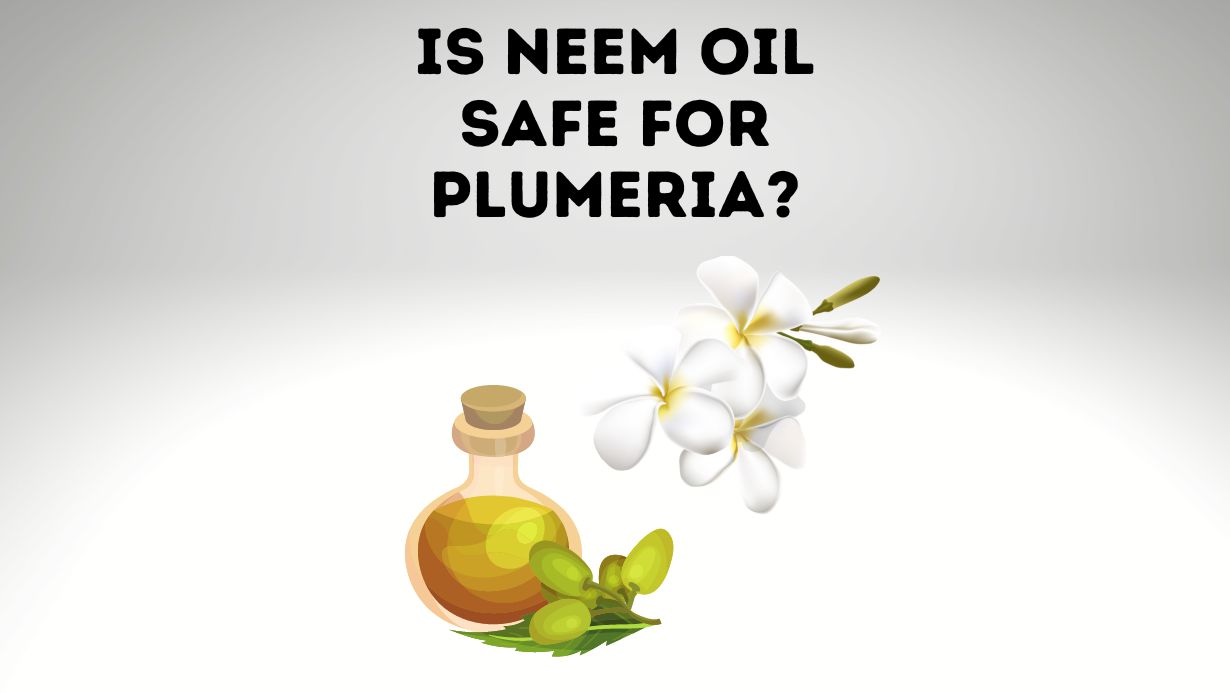 Is Neem Oil Safe For Plumeria