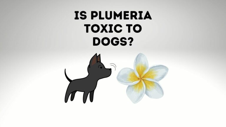 Is Plumeria Dangerous To Dogs? Can Dogs Die from Plumeria?