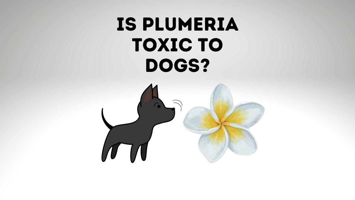 Is Plumeria Toxic To Dogs