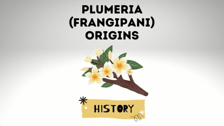 Plumeria (Frangipani) History and Origins