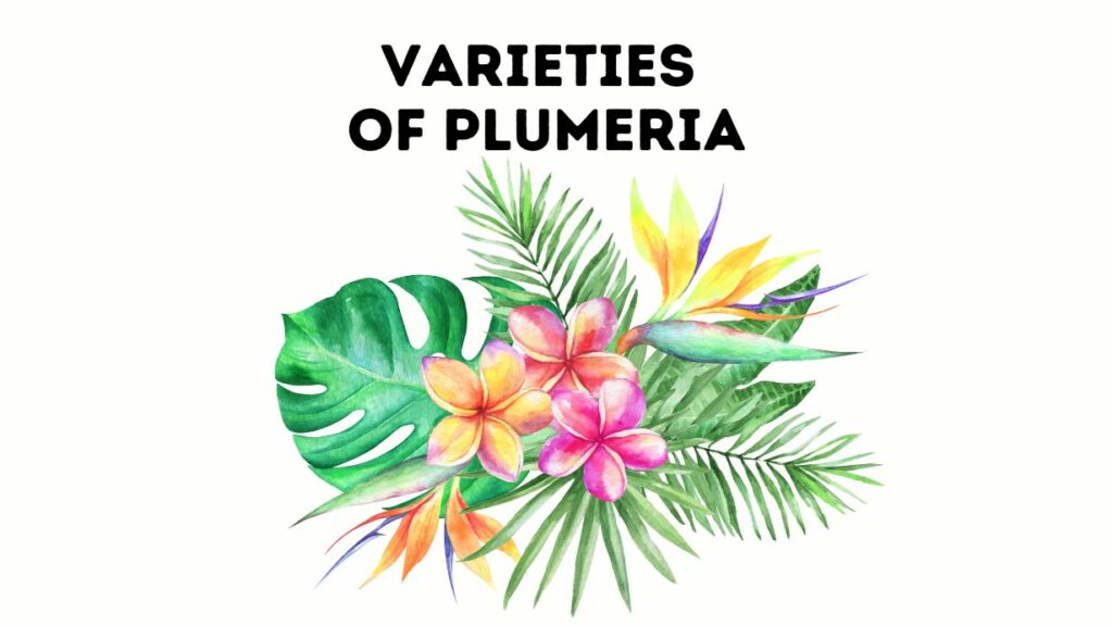 Varieties of Plumeria