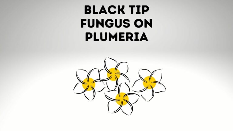 Black Tip Fungus On Plumeria: [Causes and Prevention Tips]