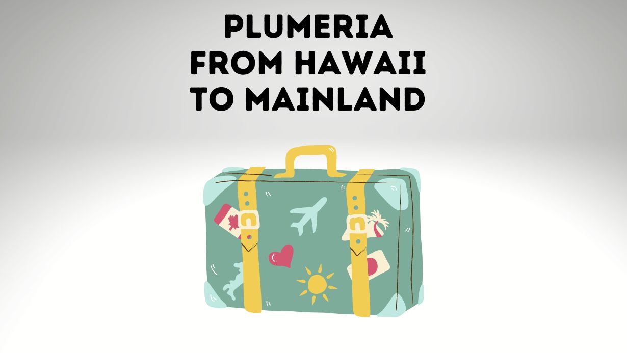 Bringing Plumeria From Hawaii To Mainland