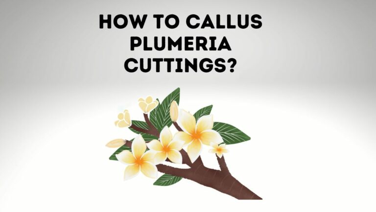 How To Callus Plumeria Cuttings? Stepwise Guide