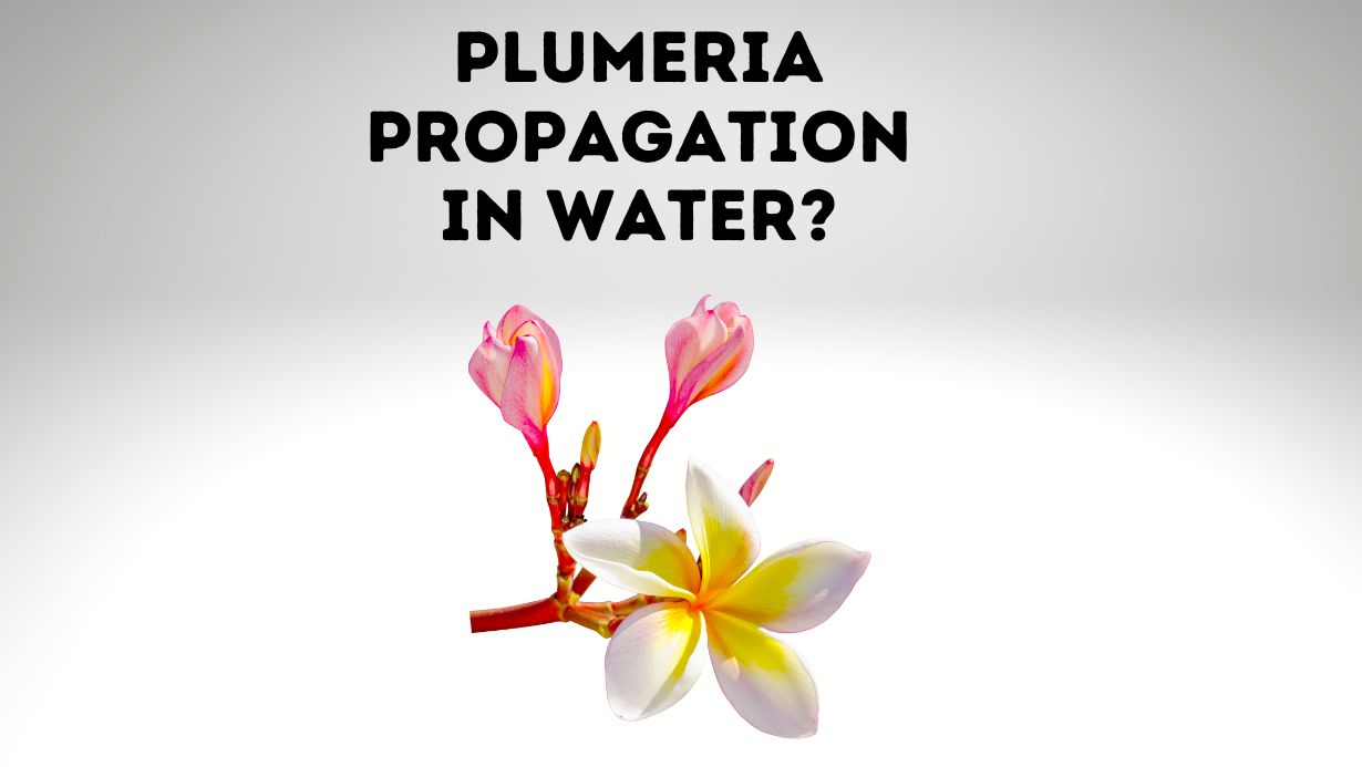 Plumeria Propagation in water