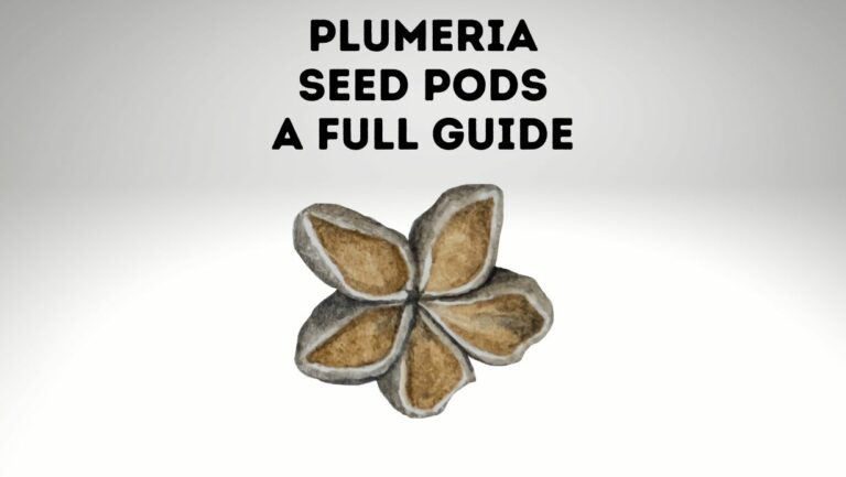 Plumeria Seed Pods: A Complete Guide