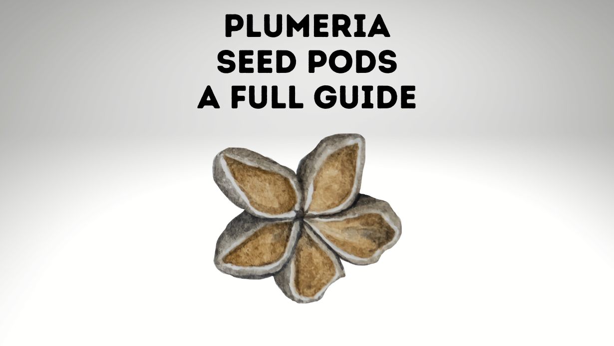 Plumeria Seed pods