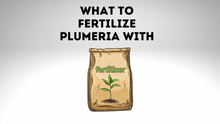 What To Fertilize Plumeria With? 7 Best Fertilizers