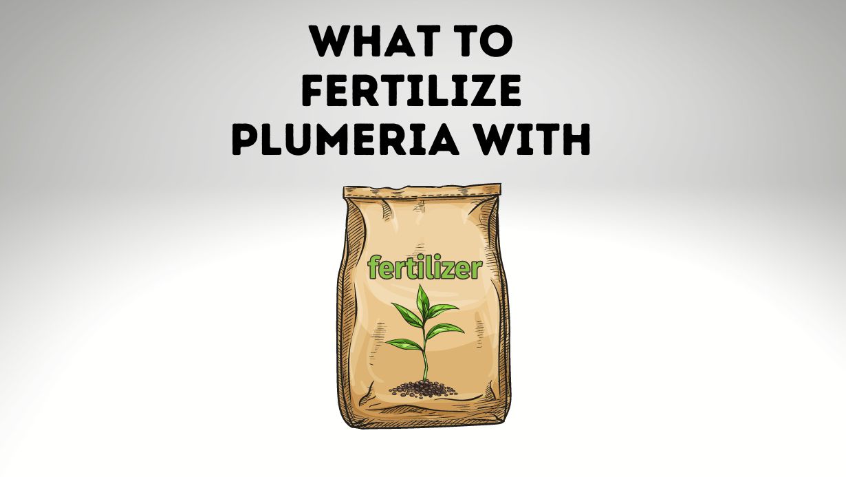 What To Fertilize Plumeria With