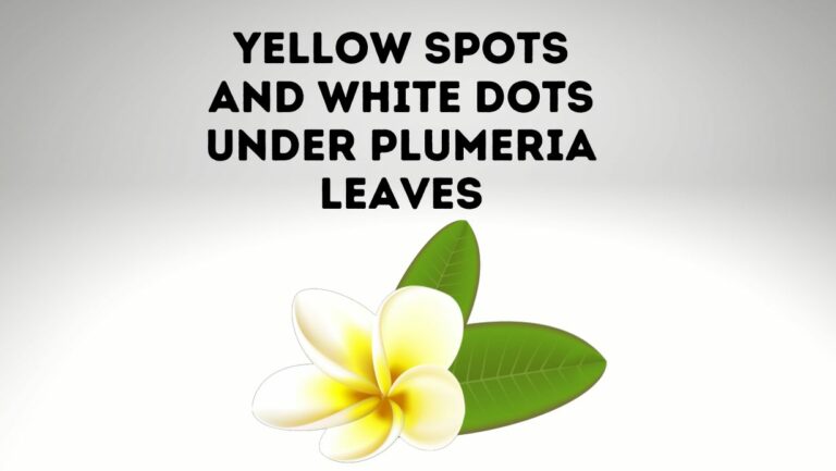 Plumeria Rust: Yellow Spots and White Dots Under Plumeria Leaves