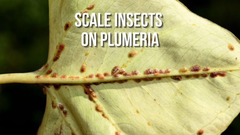 Scale Insects on Plumeria: Causes, Treatment, & Prevention