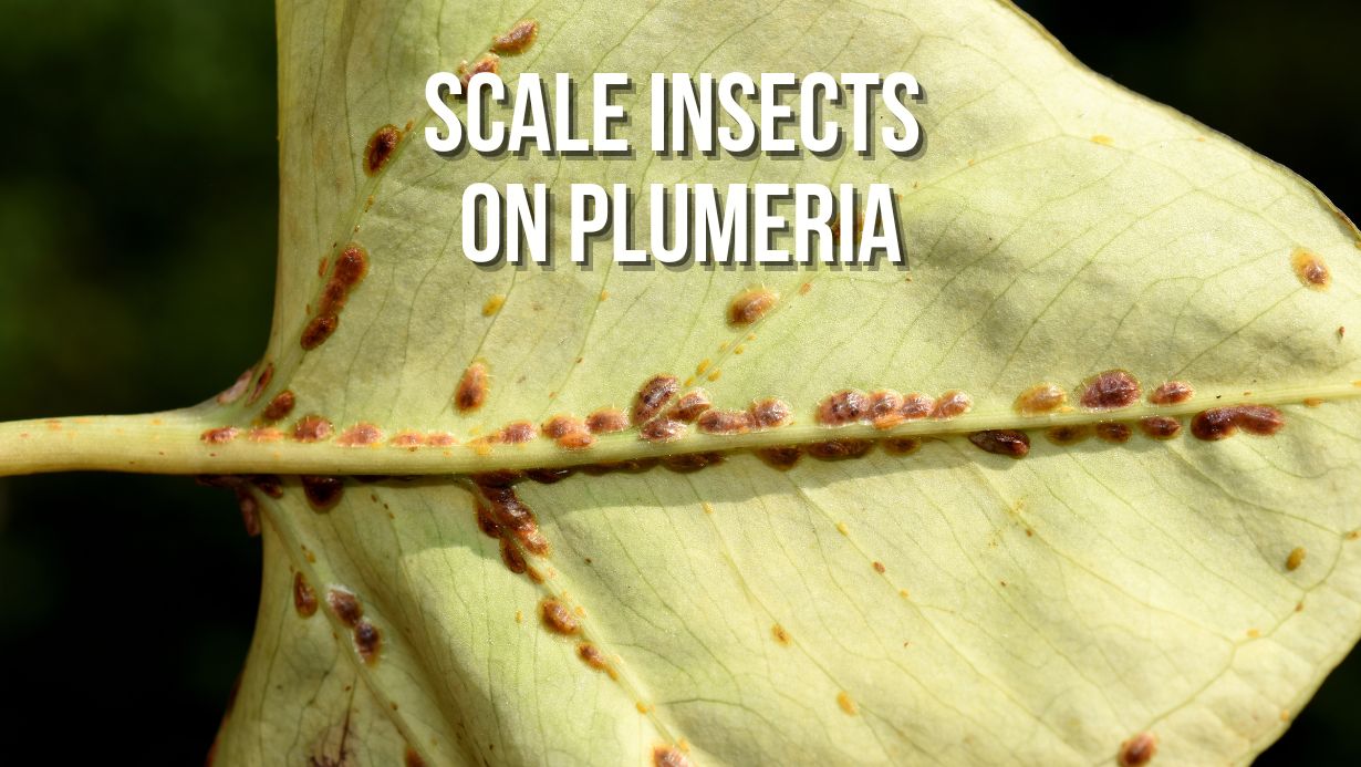 Scale Insects on Plumeria