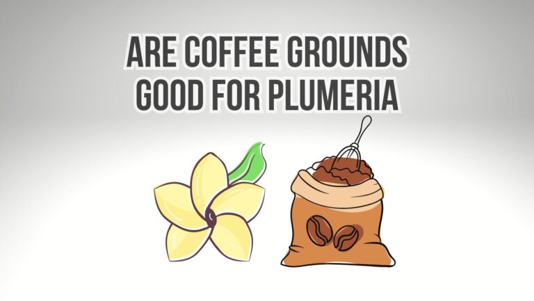 Are Coffee Grounds Good for Plumeria?