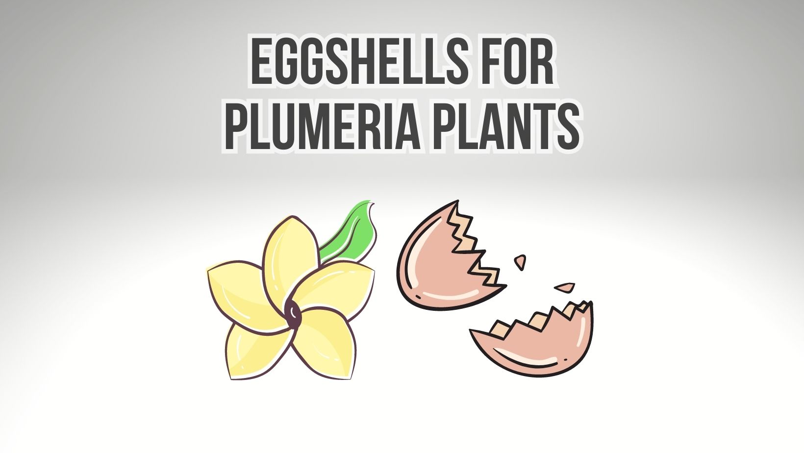 Are Eggshells Good For Plumeria Plants