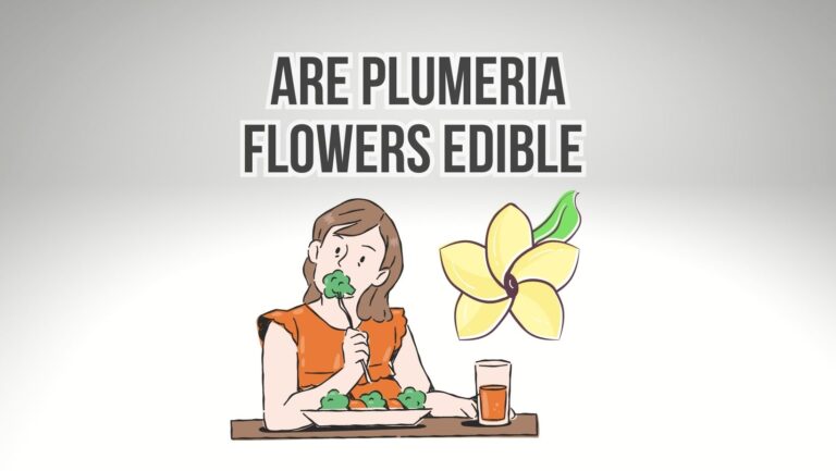 Are Plumeria Flowers Edible? Can You Eat Plumeria?