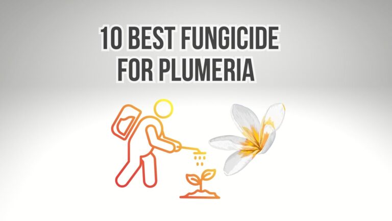 10 Best Fungicide for Plumeria Frangipani