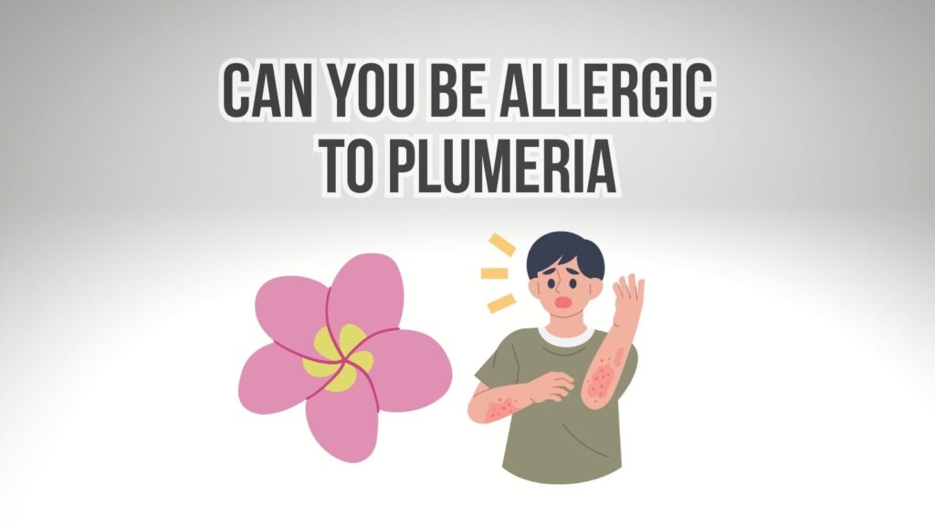 Can You Be Allergic to Plumeria? Plumeria Guy