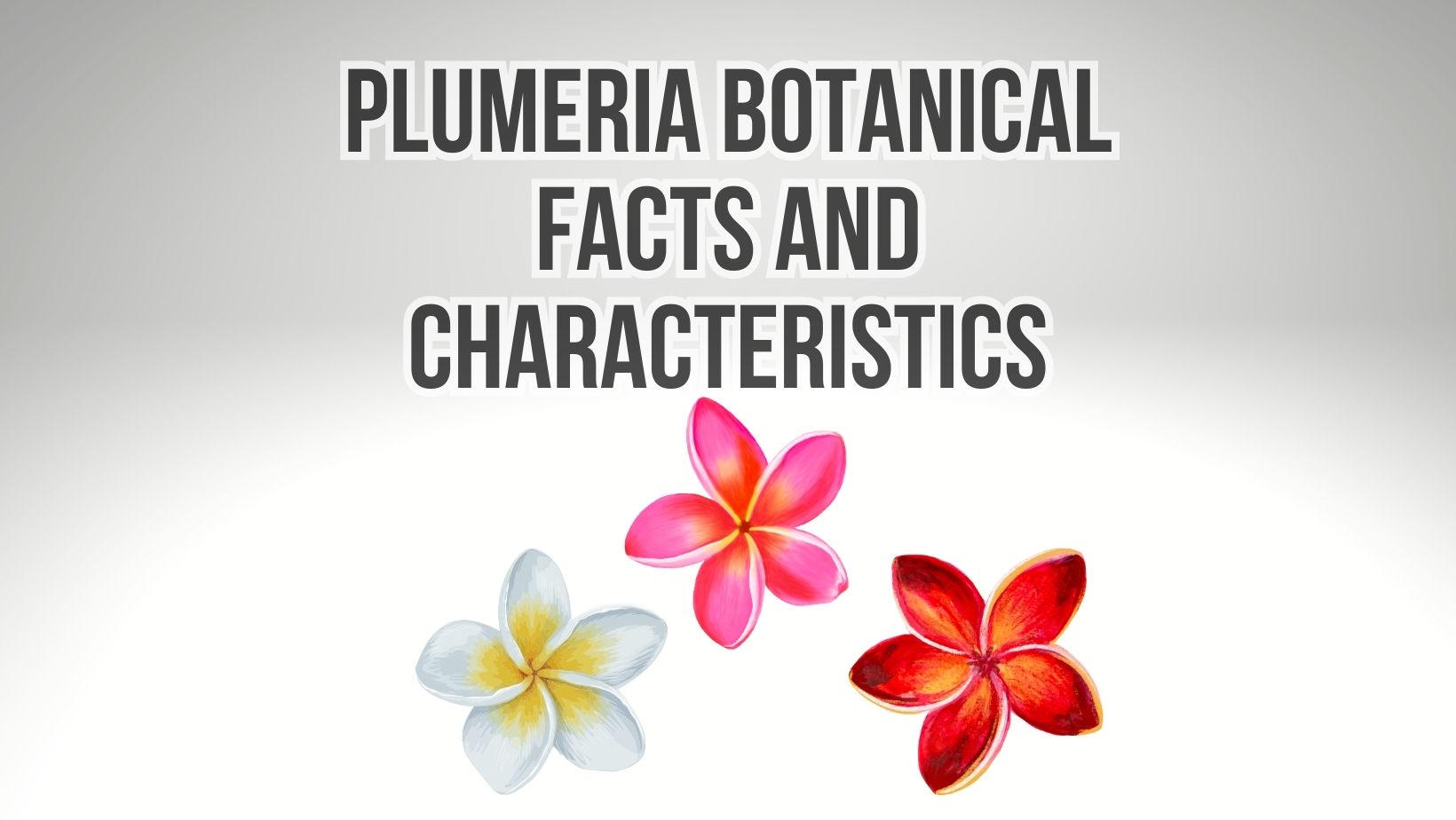 Plumeria Botanical Facts and Characteristics