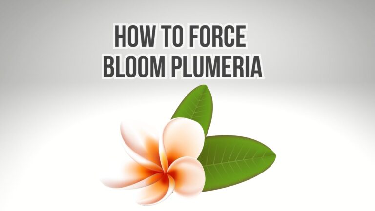 Plumeria Not Blooming? (How To Force Bloom It!)
