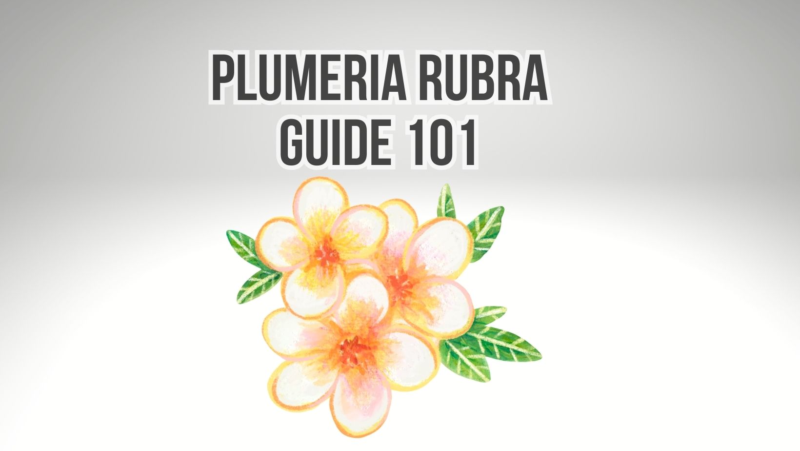 Plumeria Rubra Guide 101