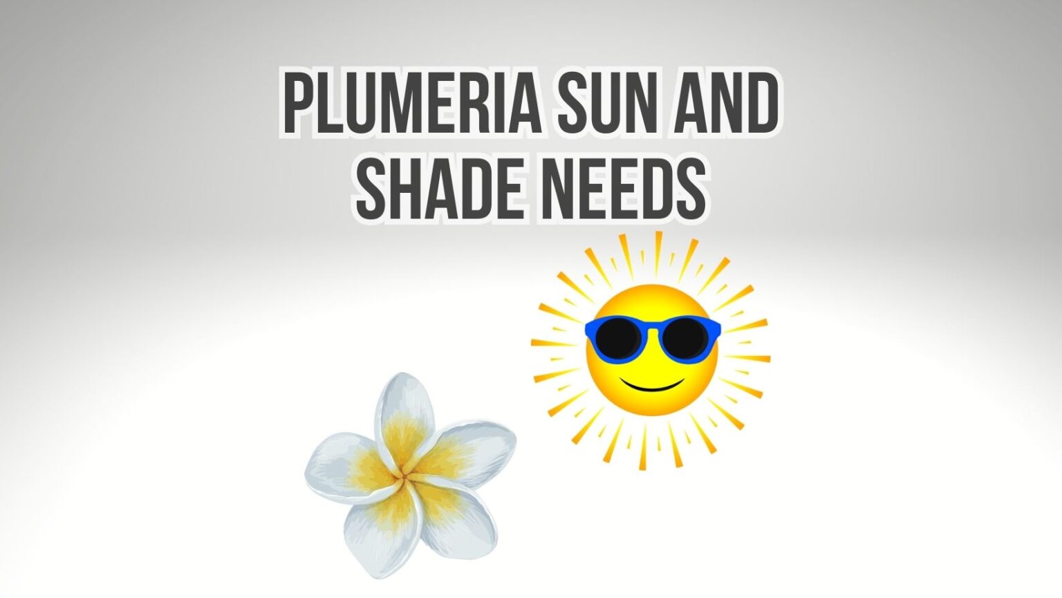 Plumeria Sun and Shade Requirements Guide 2023 Plumeria Guy