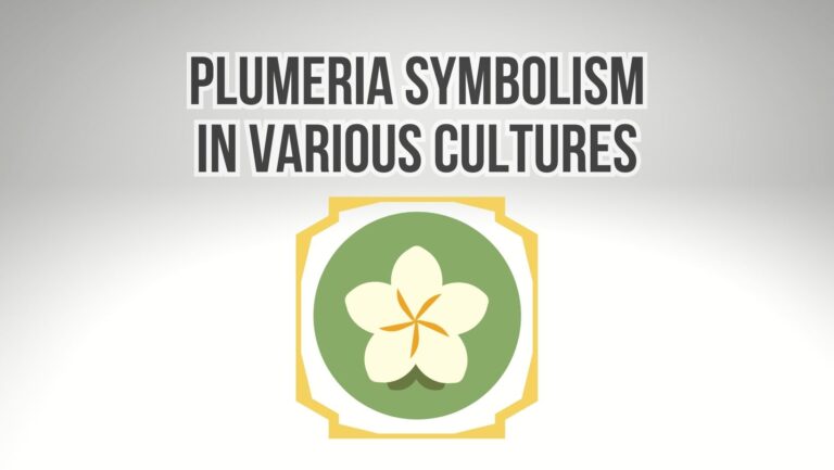 Plumeria Symbolism In Various Cultures and Significance
