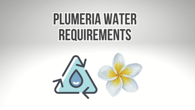 Plumeria Water Requirements: 7 Tips to Avoid Overwatering