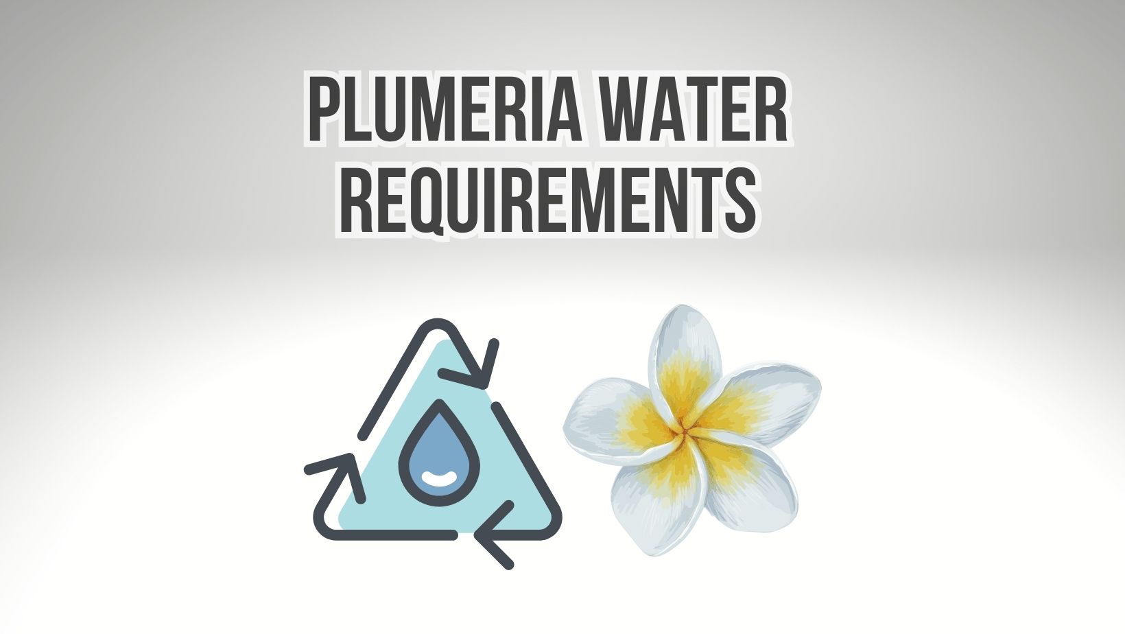 Plumeria Water Requirements Tips to Avoid Overwatering