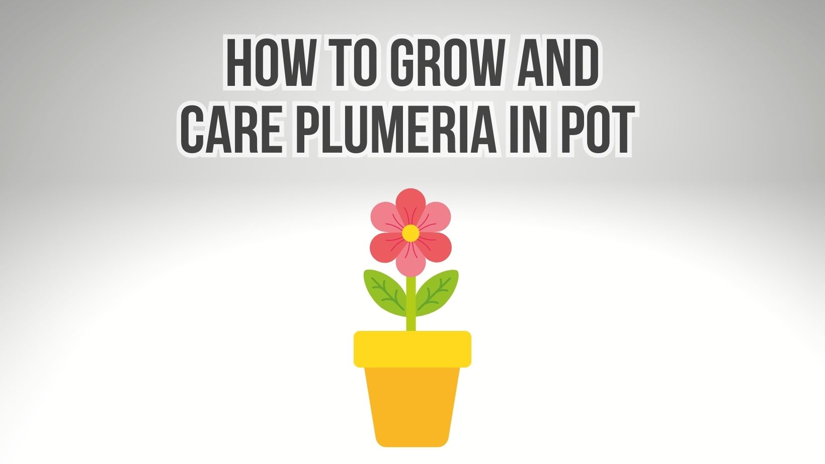 How To Grow and Care Plumeria In A Pot? Guide 101