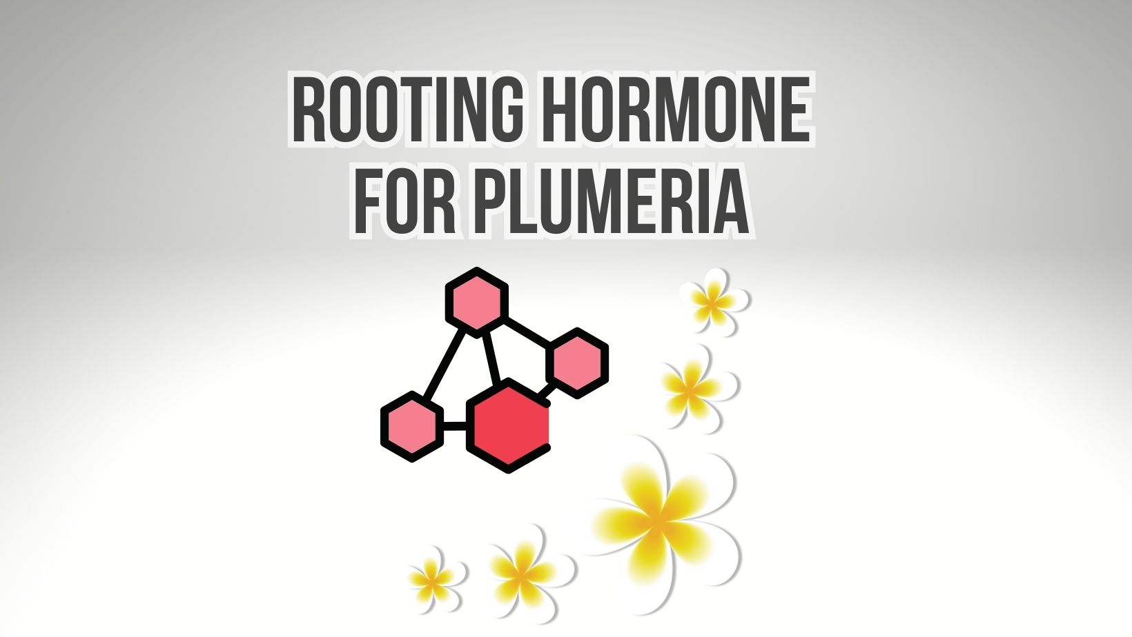 Rooting Hormone For Plumeria