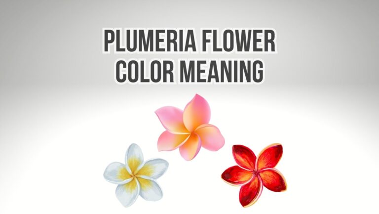 7 Surprising Plumeria Flower Color Meaning