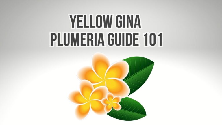 Yellow Gina Plumeria Guide 101
