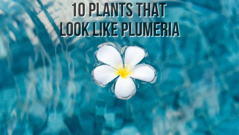 10 Plants That Look Like Plumeria