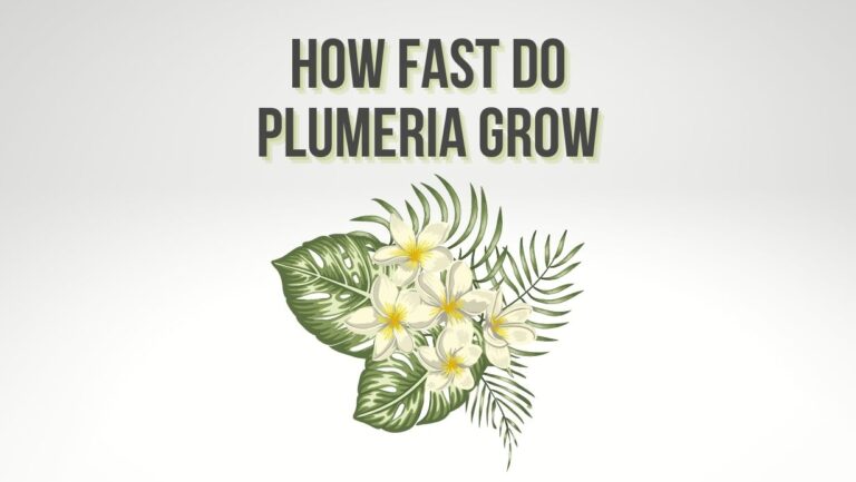 How Fast do Plumeria Grow? Plumeria Growth Cycle