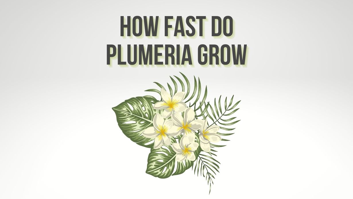 How Fast do Plumeria Grow? Plumeria Growth Cycle - Plumeria Guy