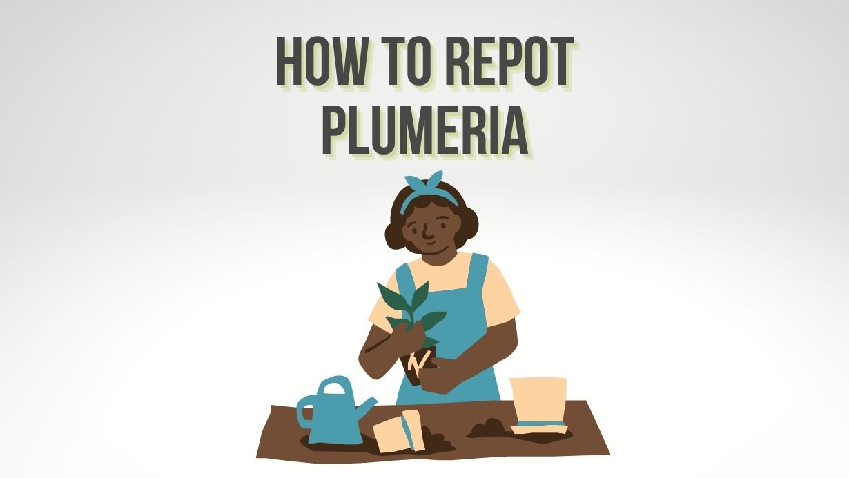 How to Repot Plumeria