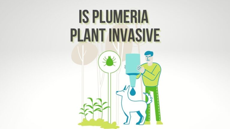Is Plumeria Plant Invasive?