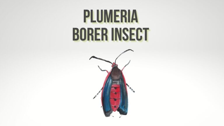 Plumeria Borer Insect (Lagocheirus obsoletus): Causes, Treatment, and Prevention