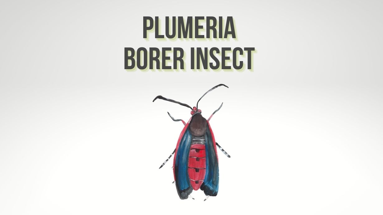Plumeria Borer Insect (Lagocheirus obsoletus)