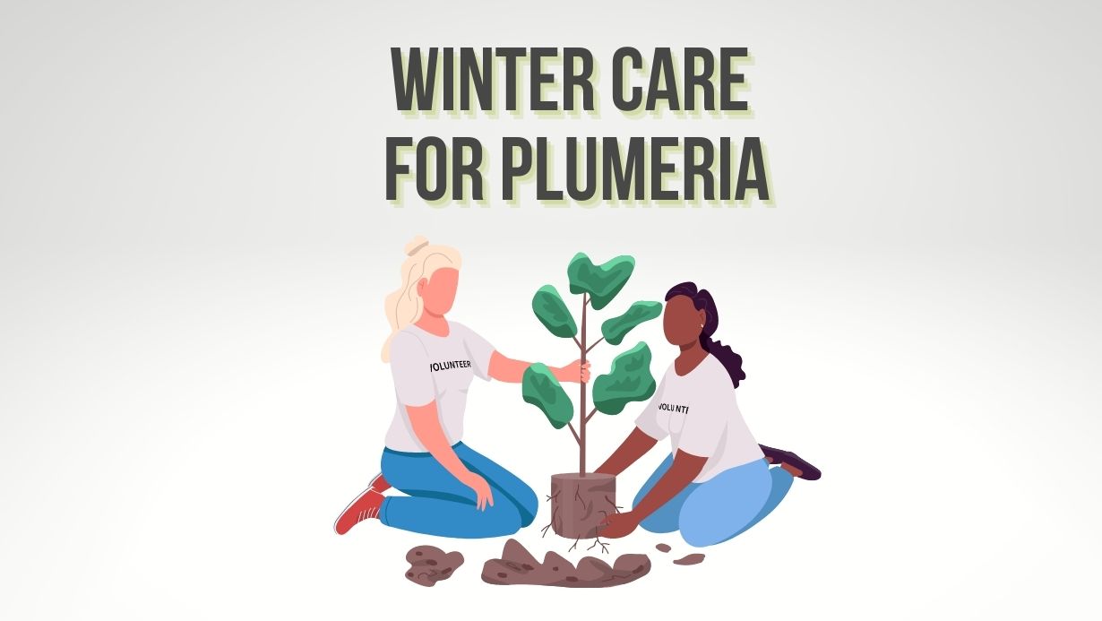 Winter Care For Plumeria