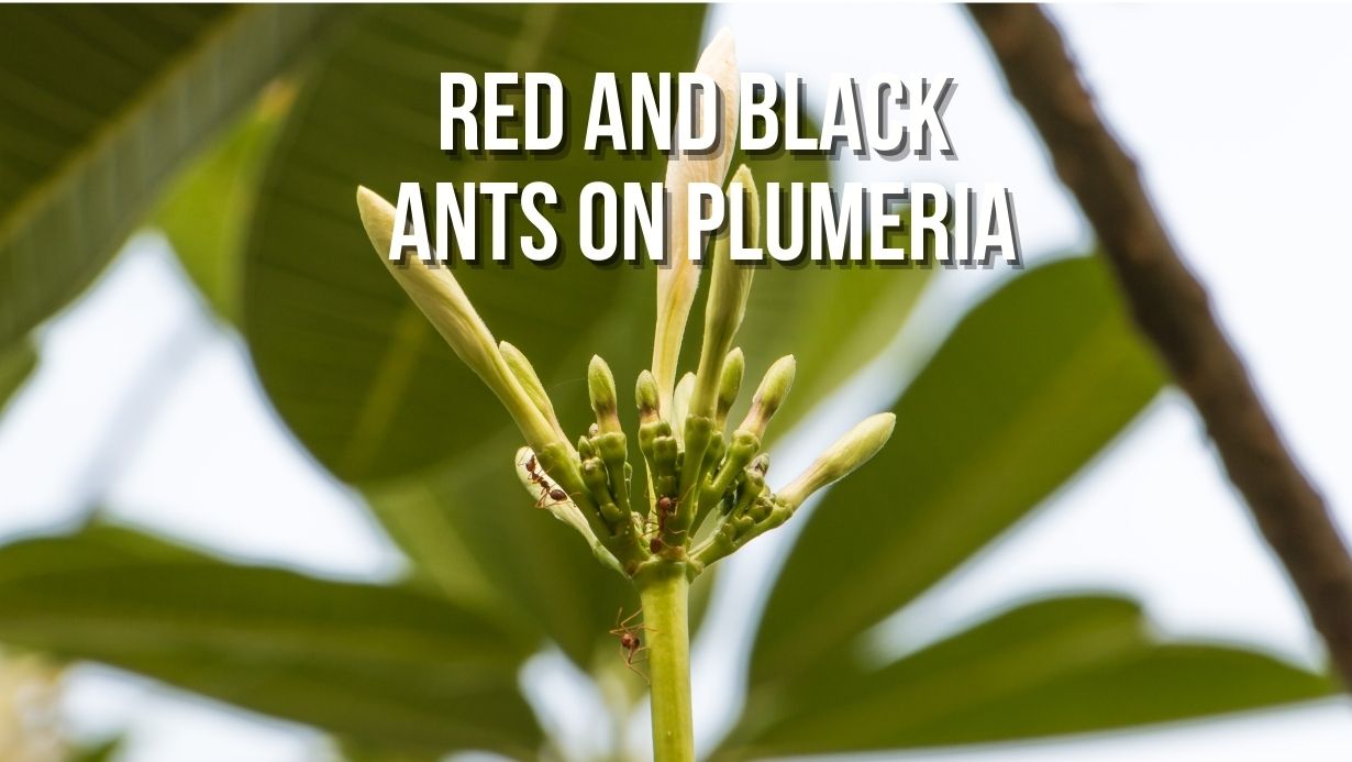 Red and Black Ants on Plumeria