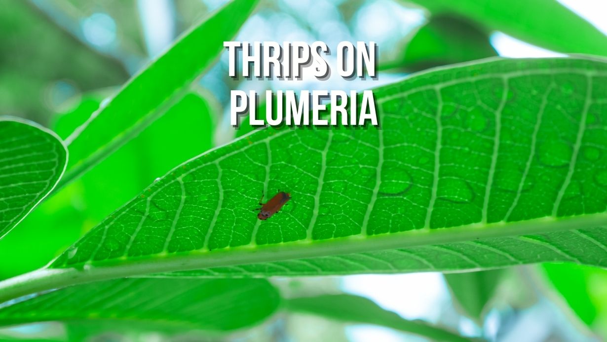 Thrips on Plumeria