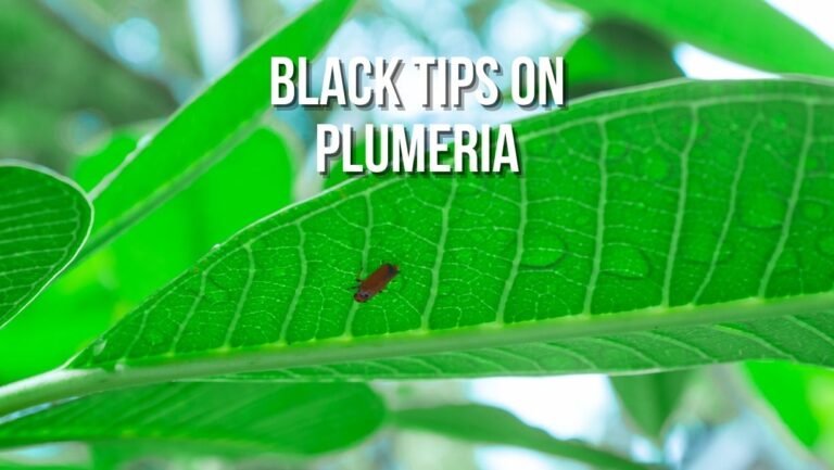 Black Tip on Plumeria: Causes, Treatment, & Prevention