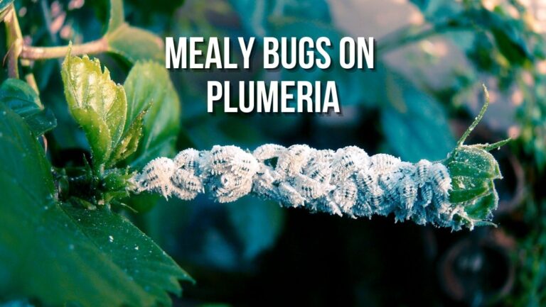 Plumeria Infested with Mealybugs: [Causes, Prevention & Treatment]