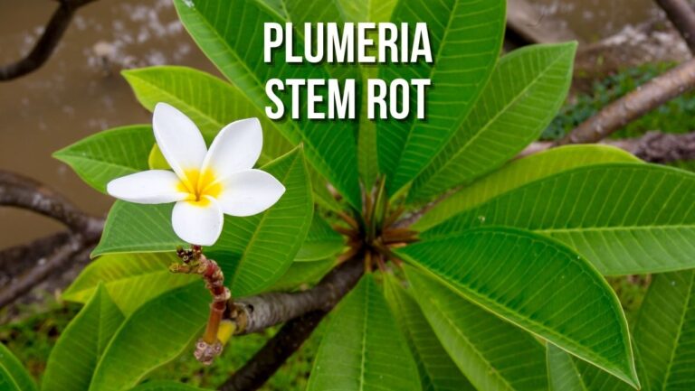 Plumeria Stem Rot: Causes, Treatment, and Prevention
