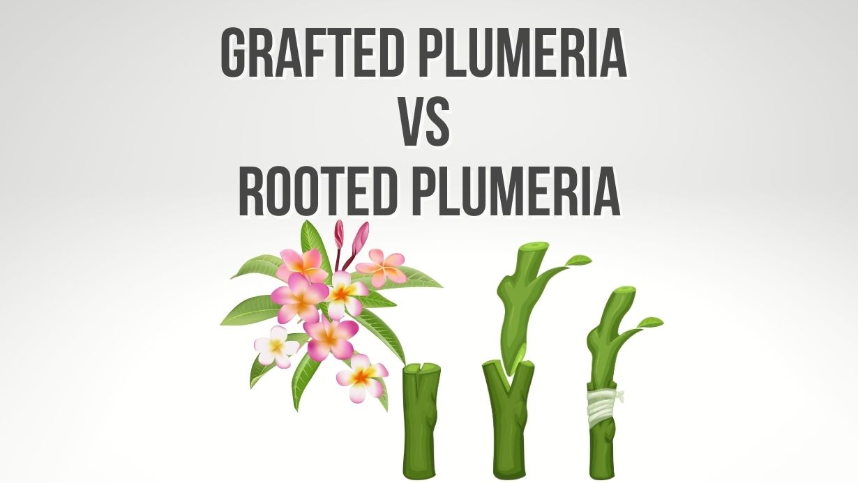 Grafted Plumeria vs Rooted Plumeria