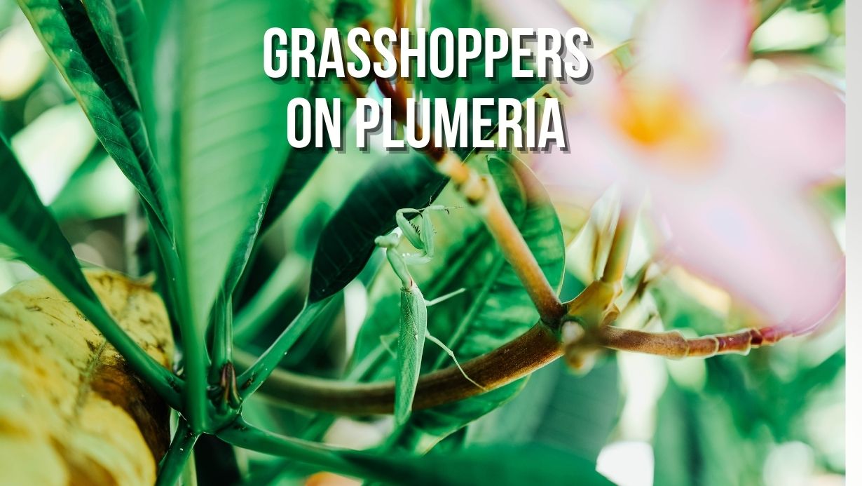 Grasshoppers on Plumeria