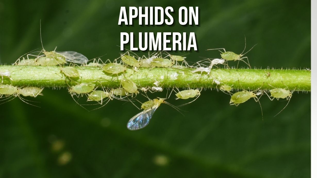 Aphids on Plumeria